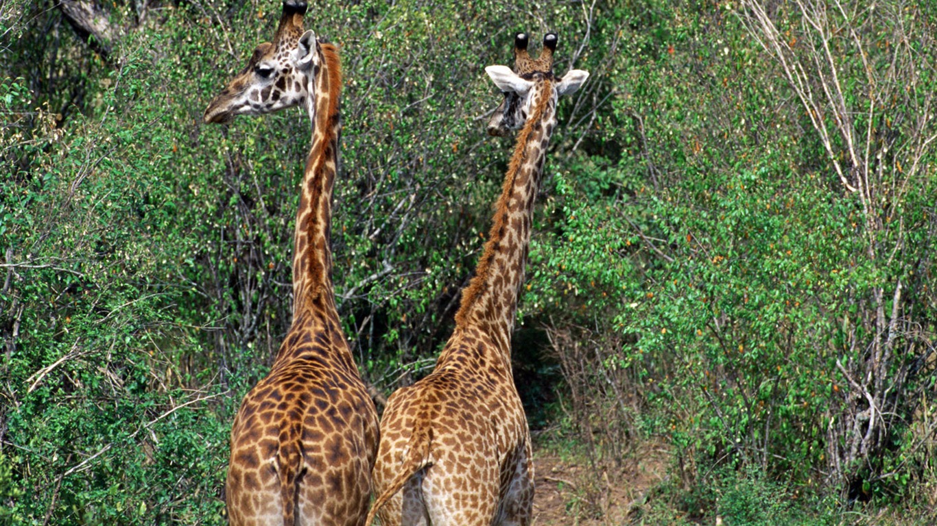 Giraffe wallpaper alba #4 - 1366x768