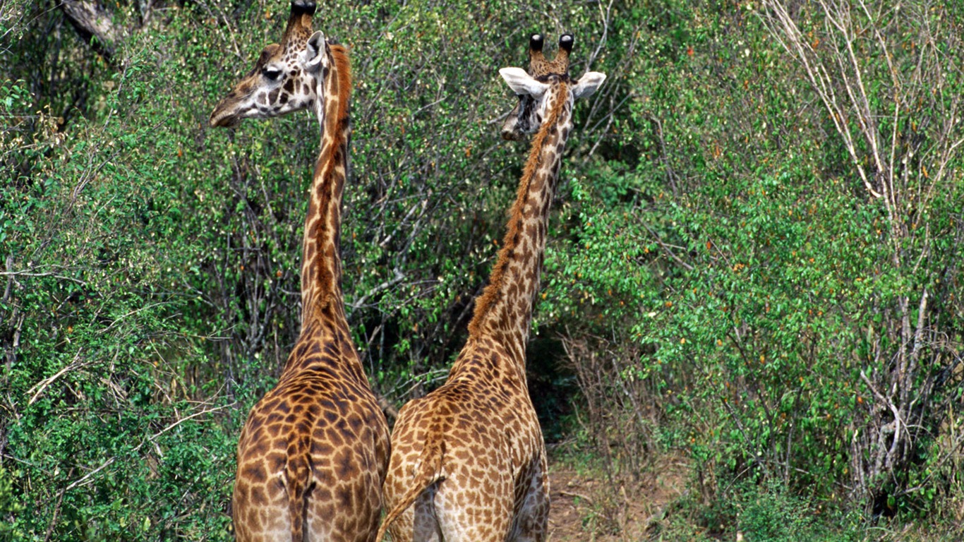 Giraffe Wallpaper Alben #4 - 1366x768