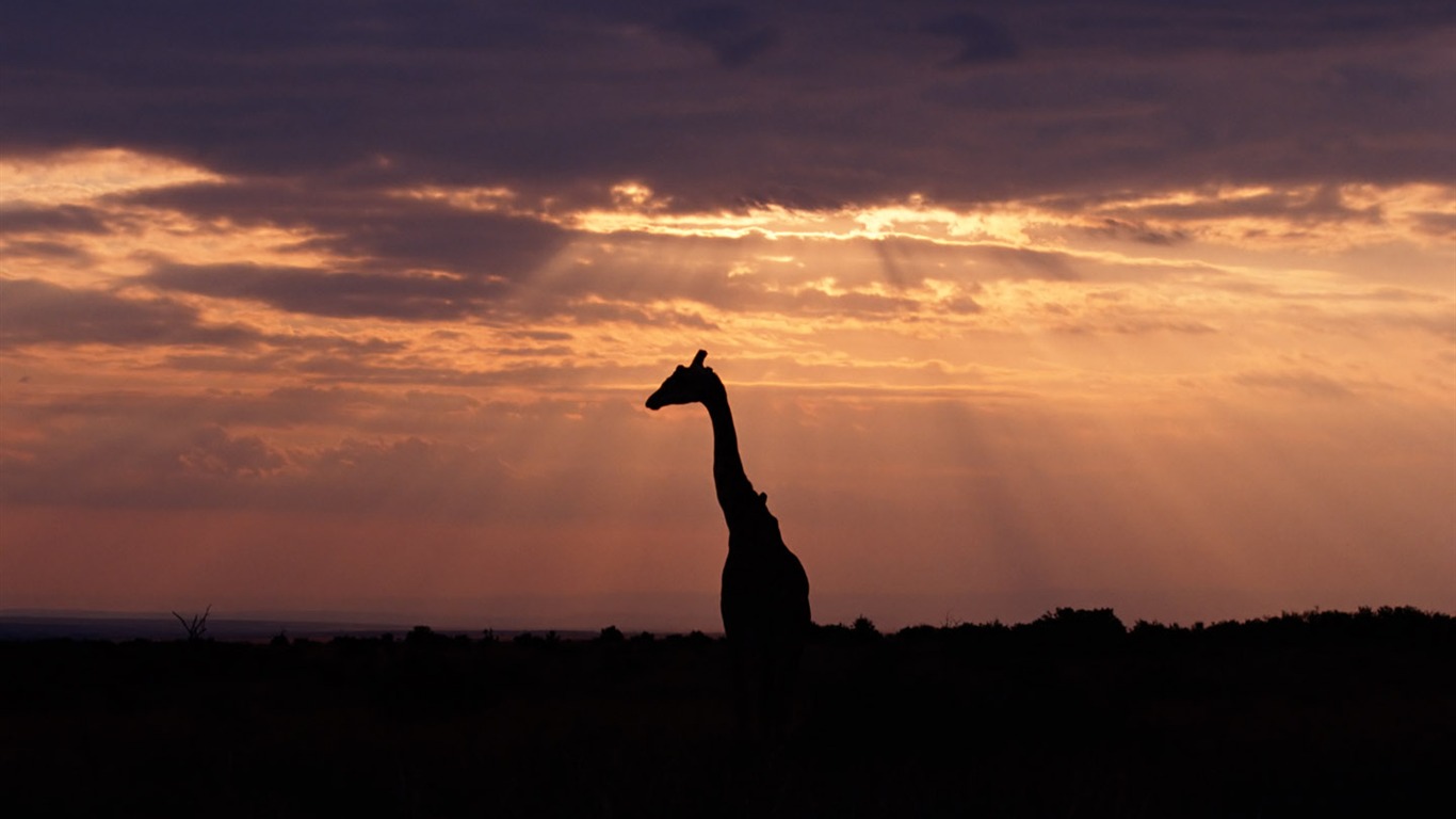 Giraffe wallpaper alba #5 - 1366x768