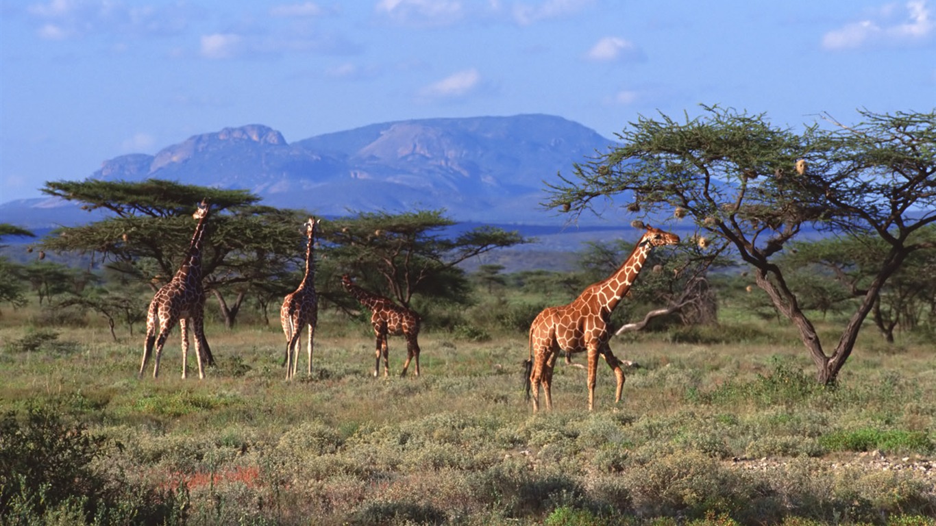 Giraffe wallpaper alba #7 - 1366x768