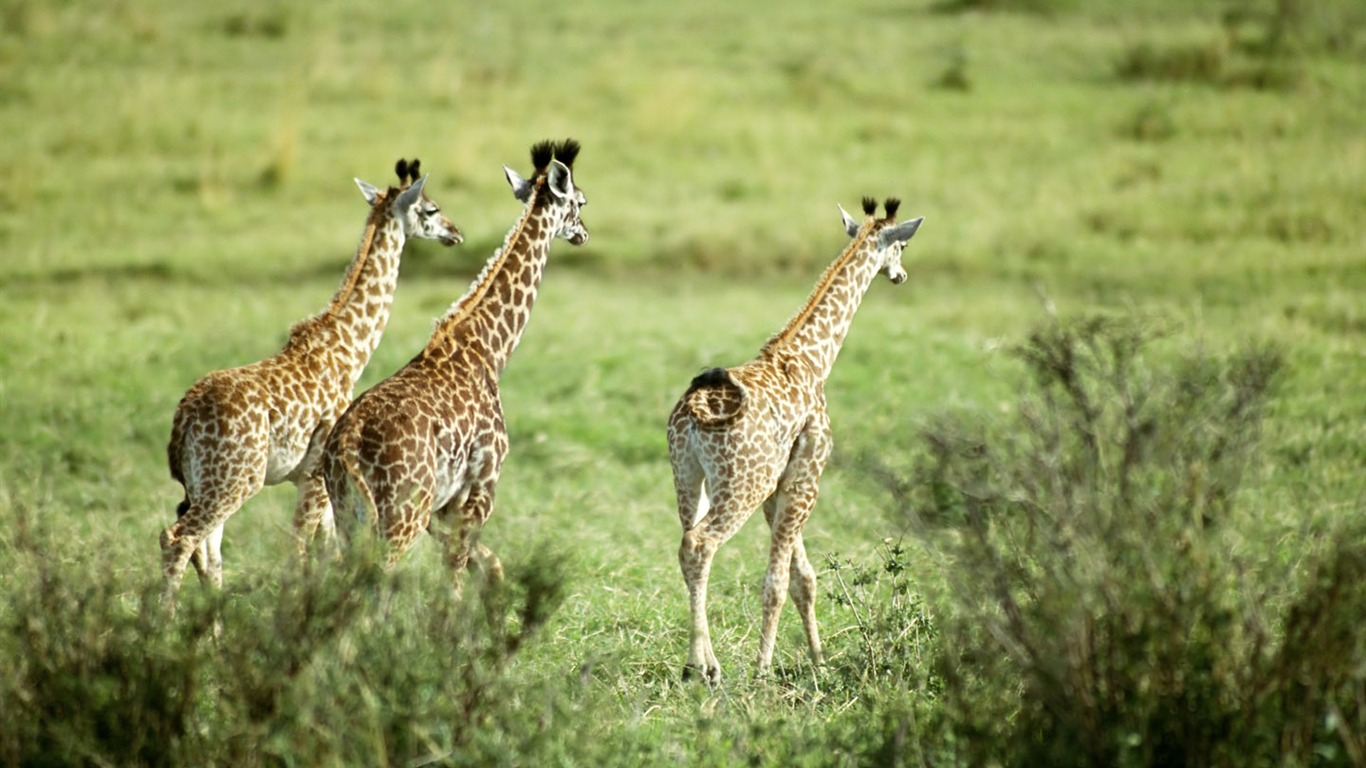 Giraffe wallpaper alba #8 - 1366x768