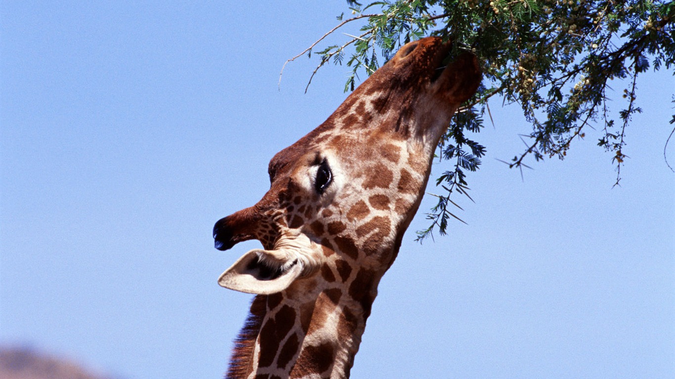 Giraffe wallpaper alba #9 - 1366x768