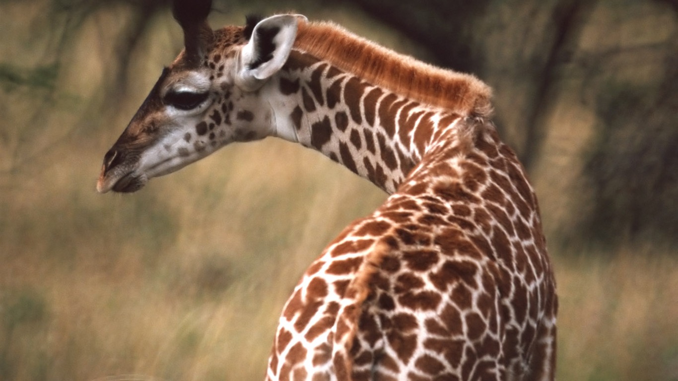 Giraffe Wallpaper Alben #10 - 1366x768