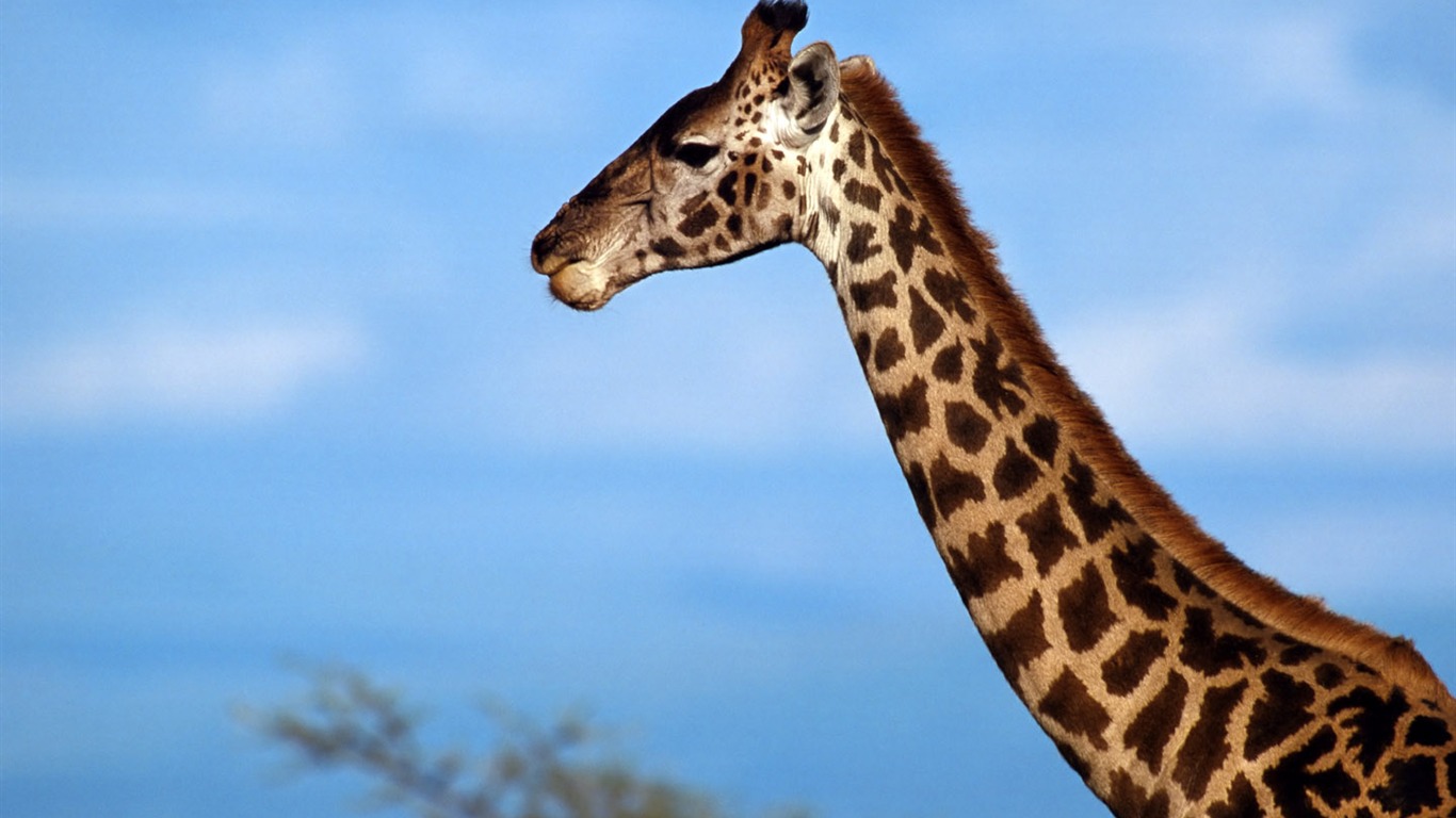 Giraffe wallpaper alba #11 - 1366x768