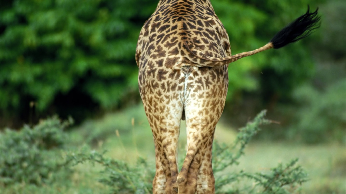 Giraffe wallpaper alba #12 - 1366x768