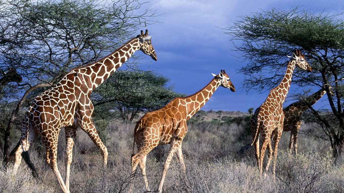 Giraffe wallpaper albums #13 - 1366x768