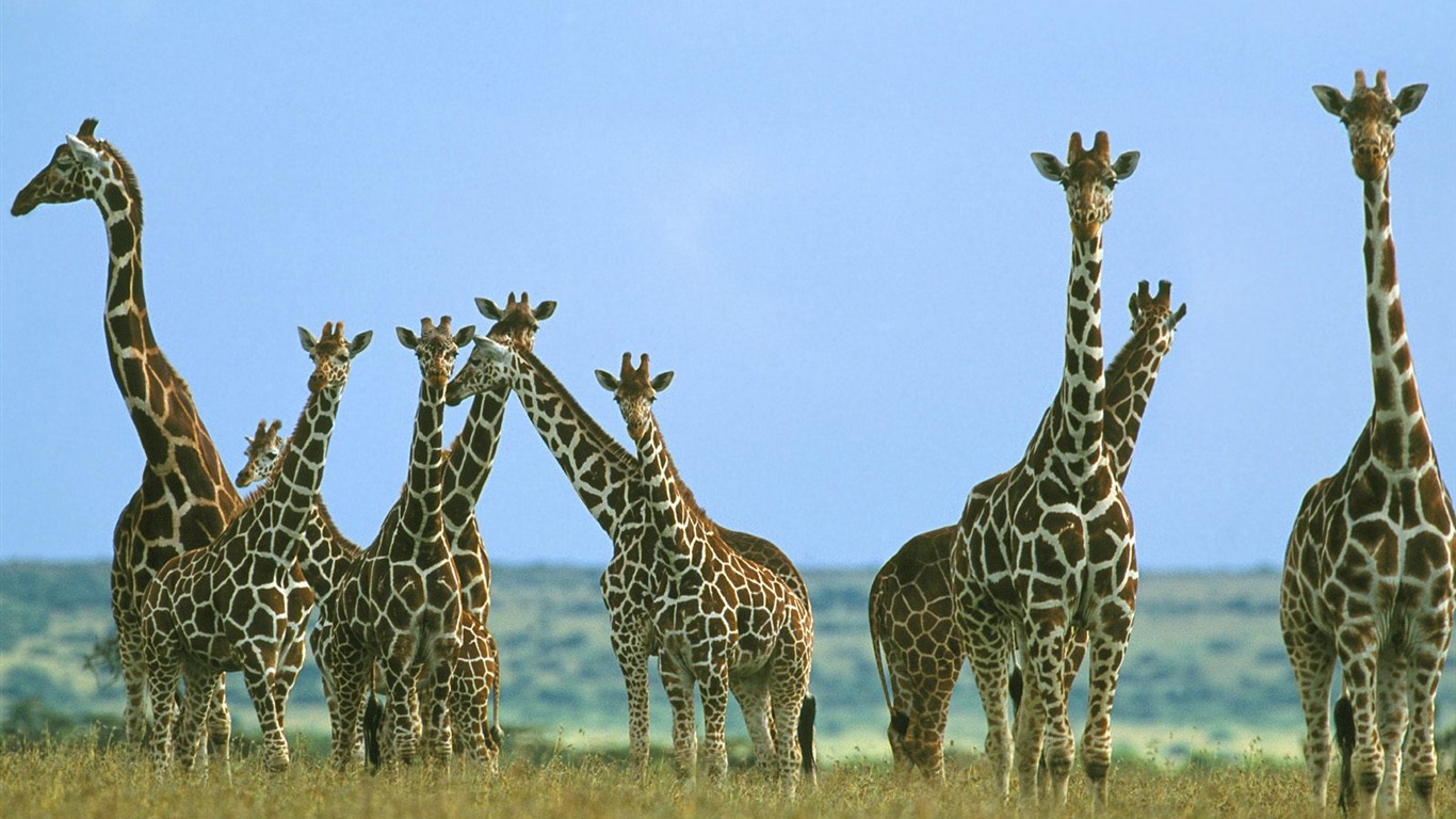 Giraffe wallpaper alba #14 - 1366x768