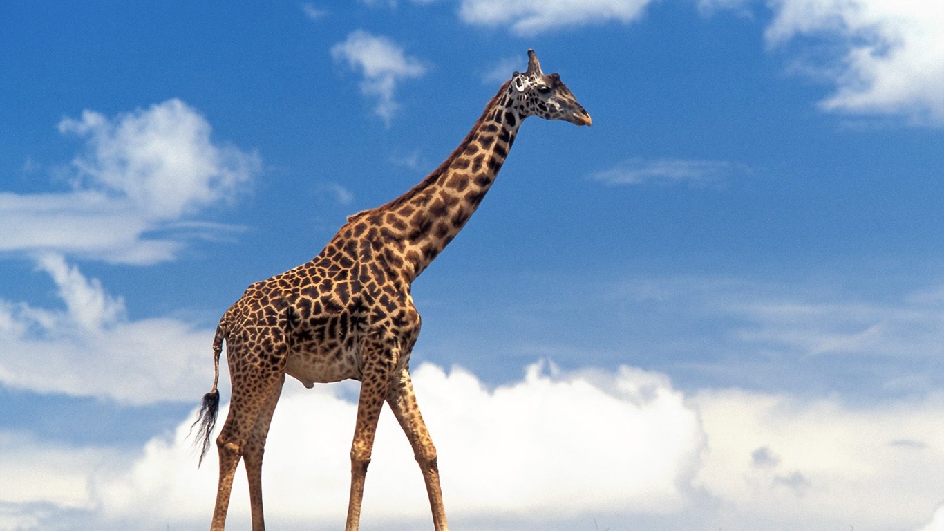 Giraffe Wallpaper Alben #15 - 1366x768