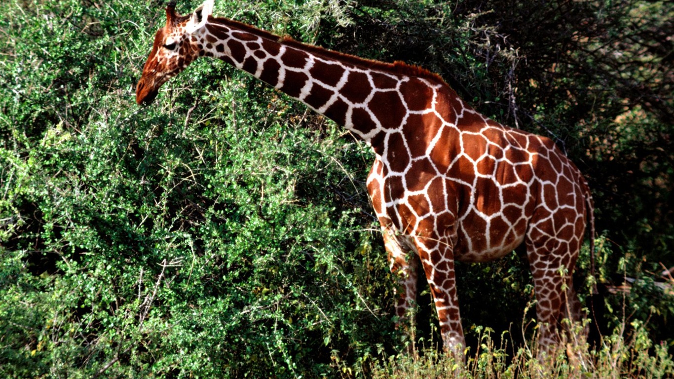 Giraffe wallpaper alba #18 - 1366x768