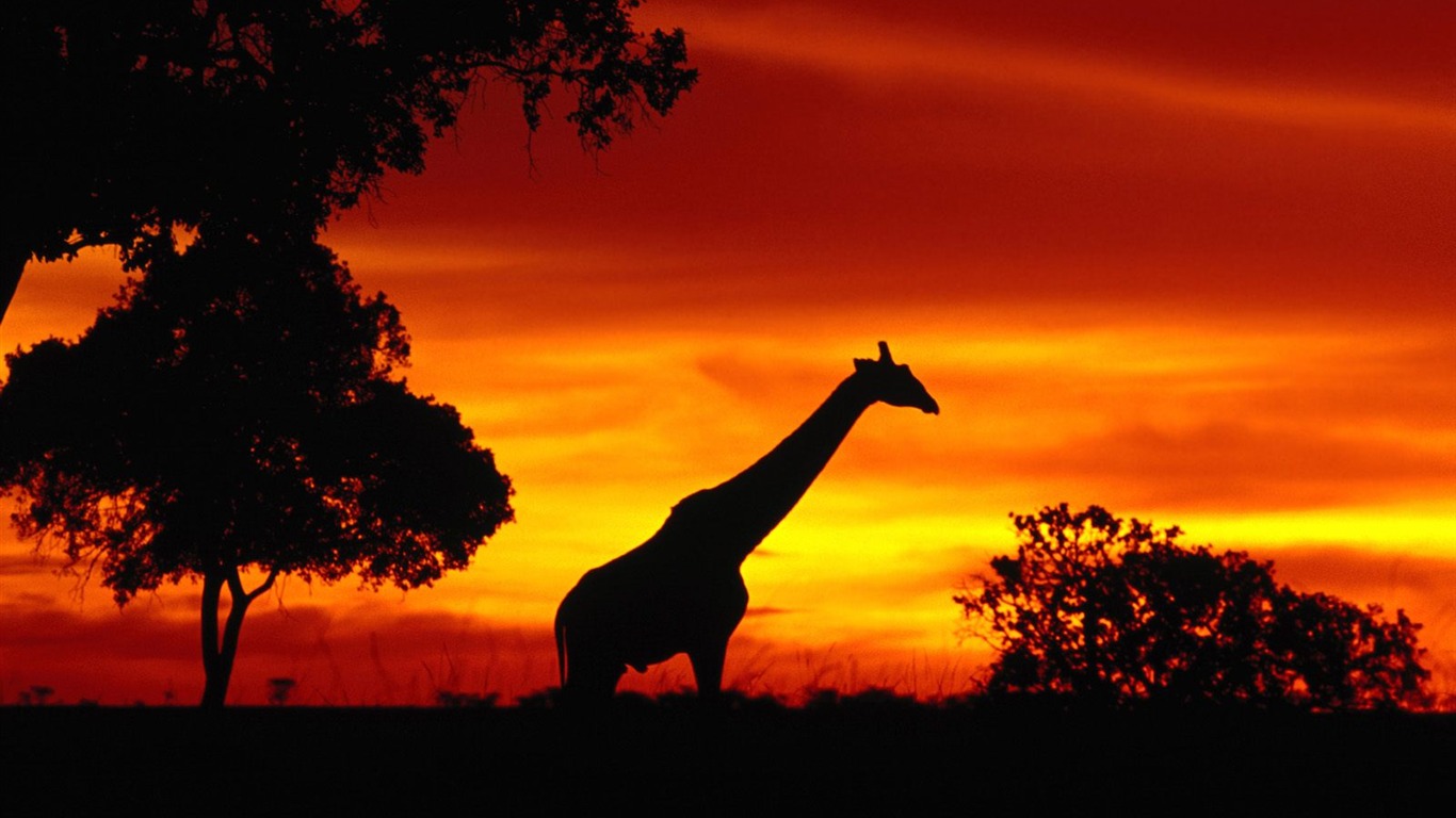 Giraffe wallpaper albums #20 - 1366x768