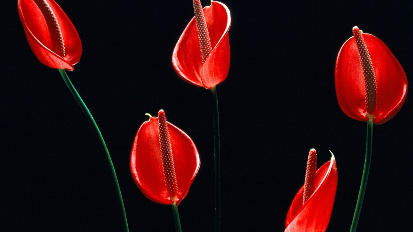 Flowers close-up (19) #3 - 1366x768