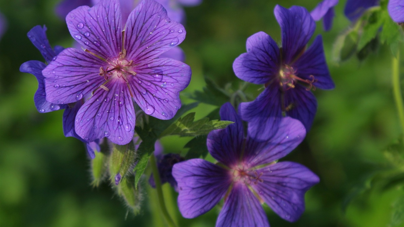 Flowers close-up (19) #7 - 1366x768