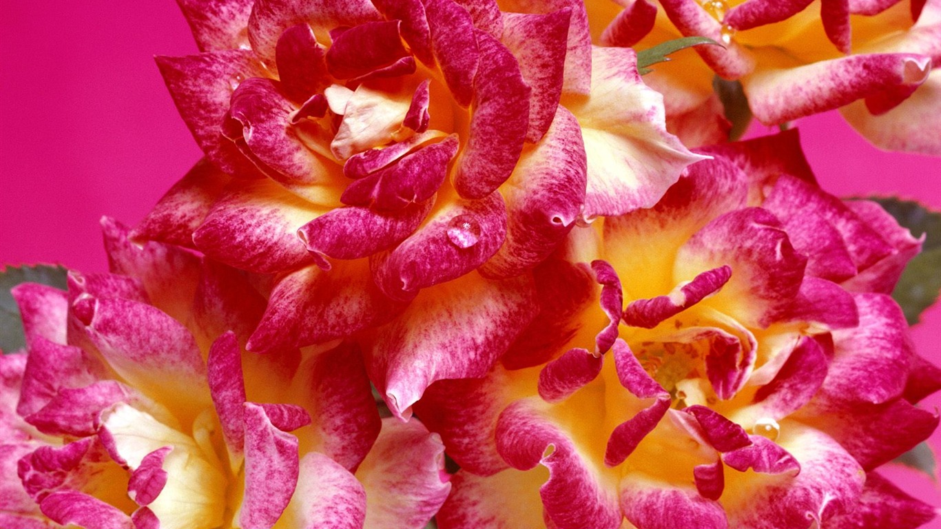鮮花特寫(19) #20 - 1366x768