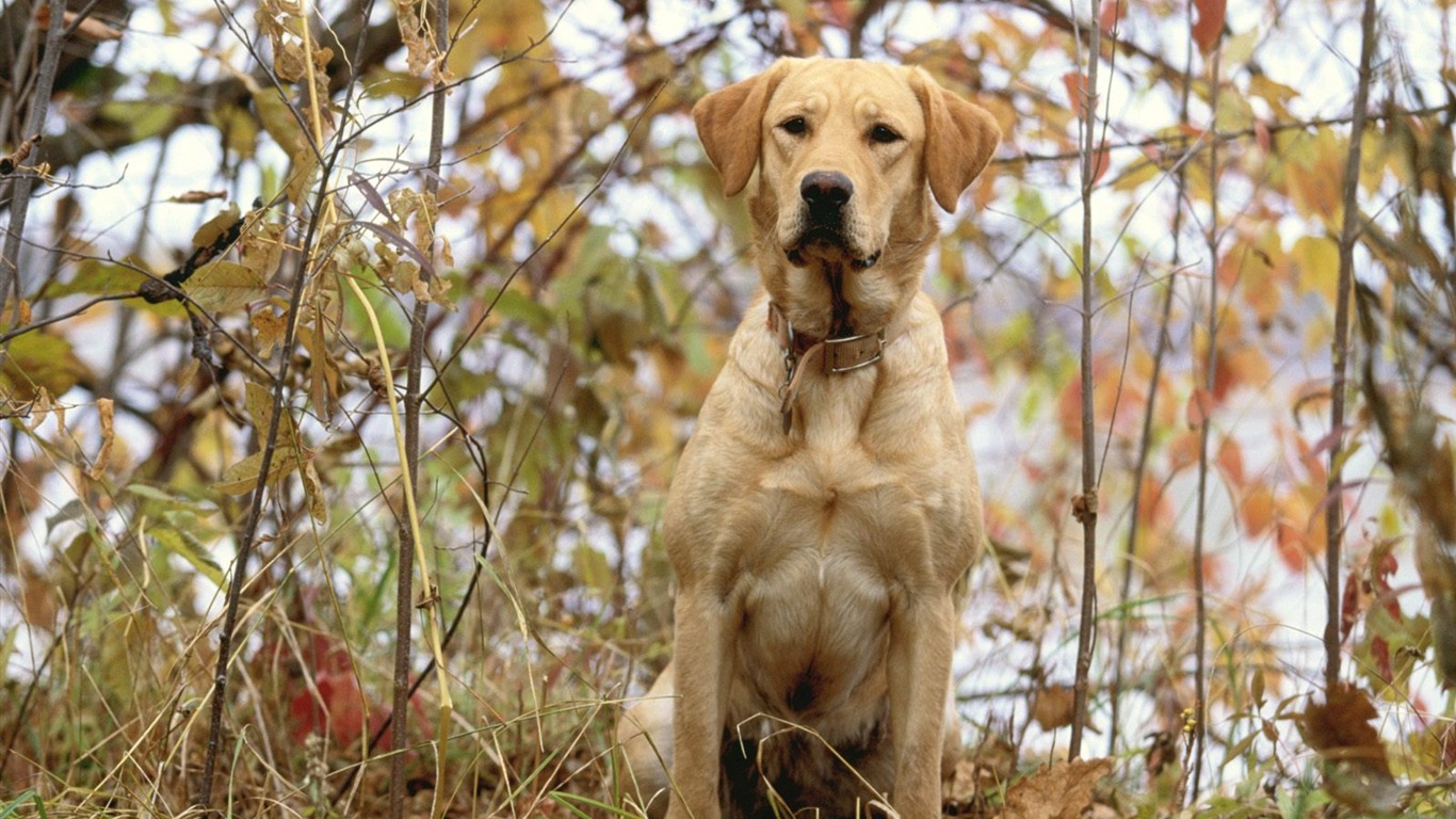 1600 fondos de escritorio de la foto del perro (4) #9 - 1366x768