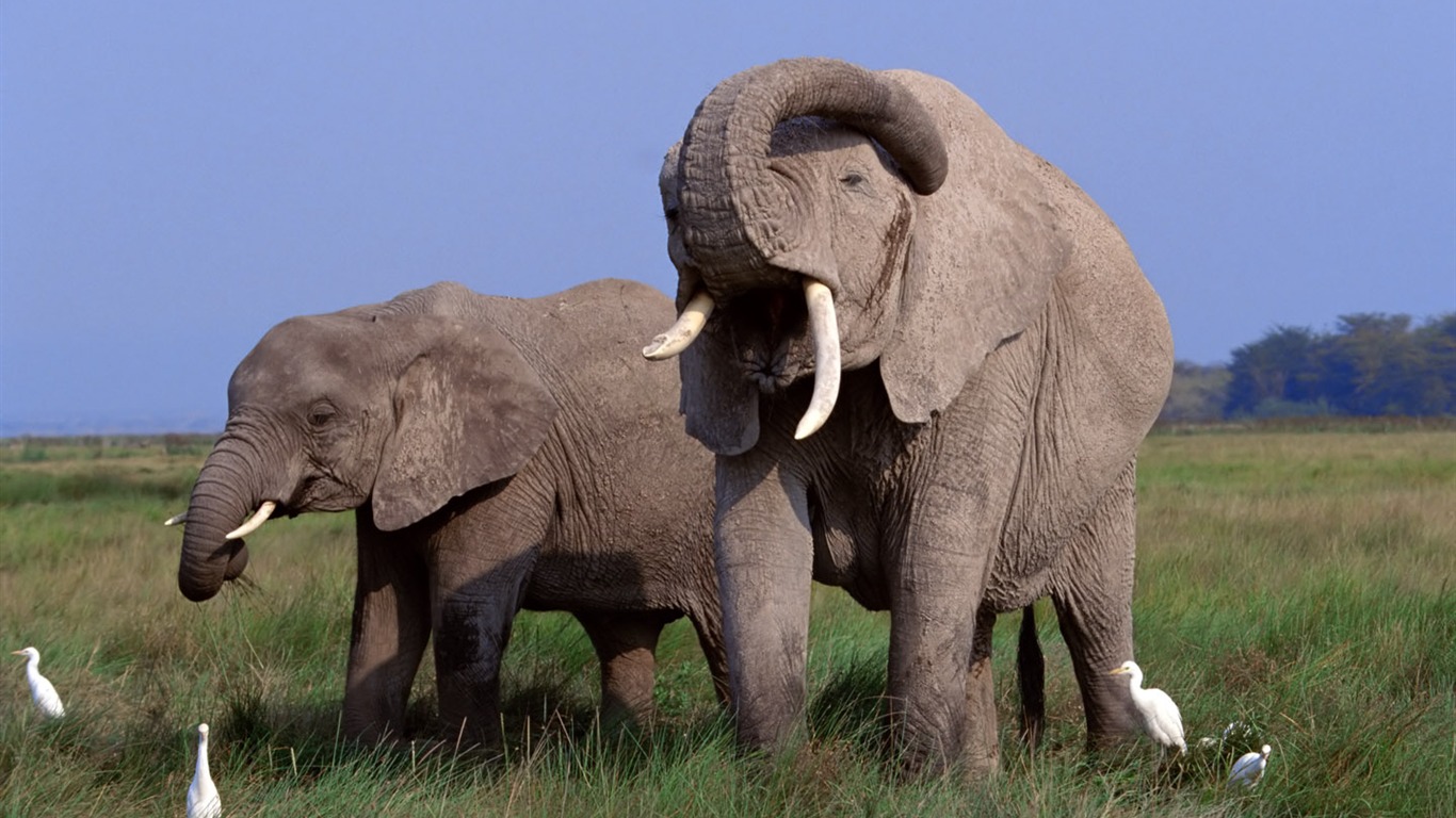 Elephant Foto Wallpaper #1 - 1366x768