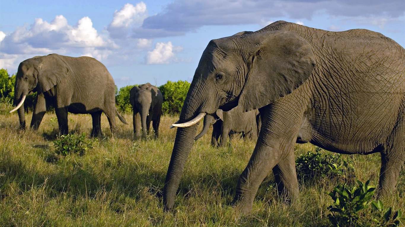 Elephant Foto Wallpaper #2 - 1366x768