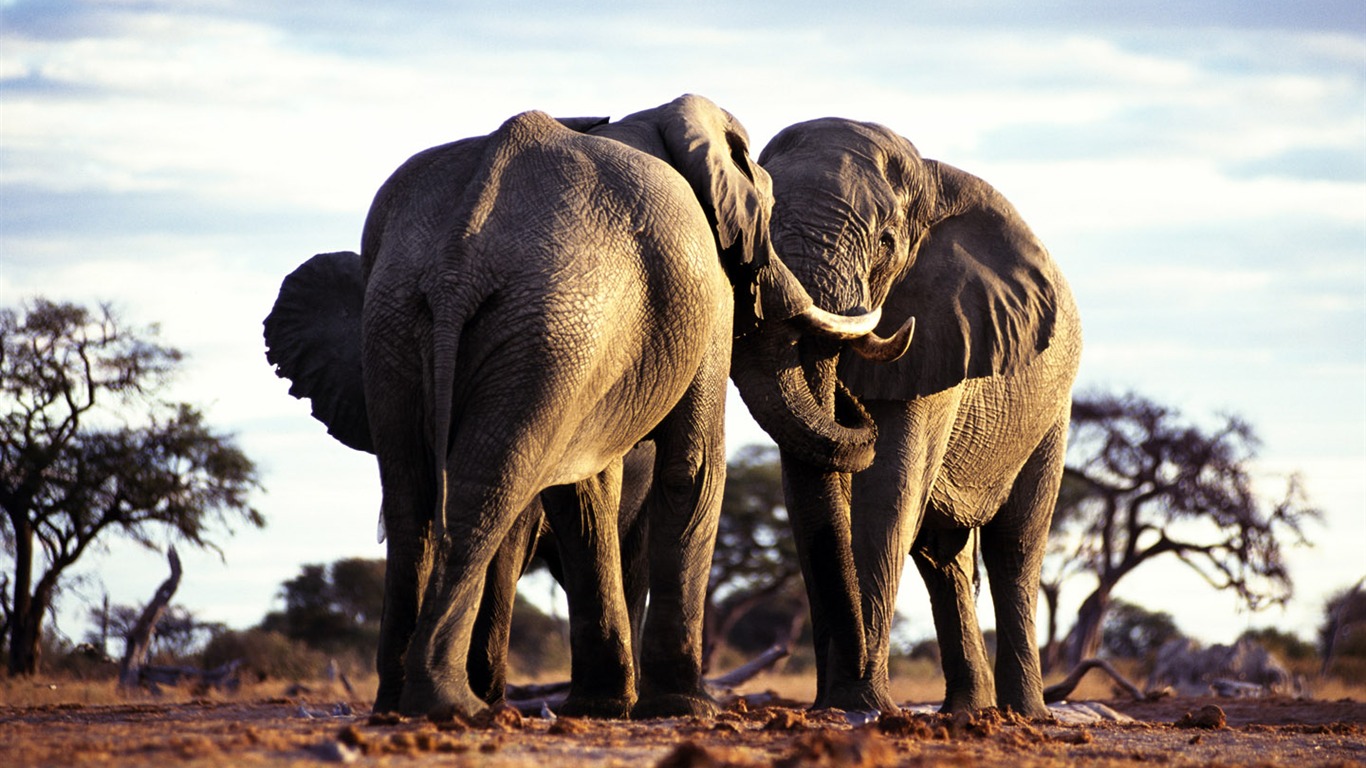 코끼리 사진 바탕 화면 #3 - 1366x768