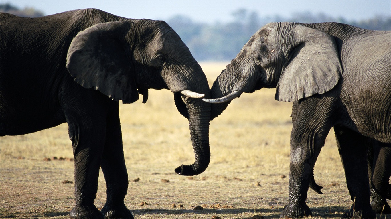 Fond d'écran Photo Elephant #16 - 1366x768