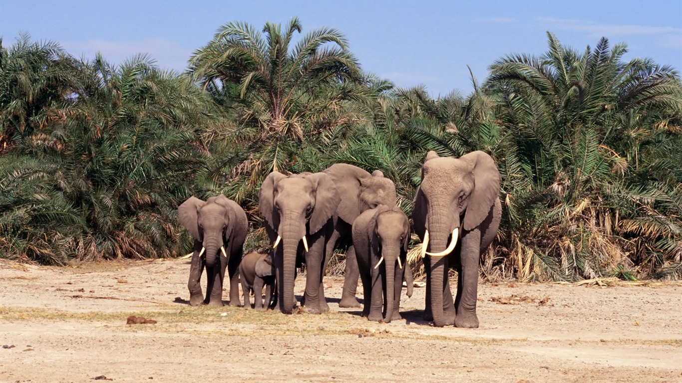 Elephant Photo Wallpaper #18 - 1366x768