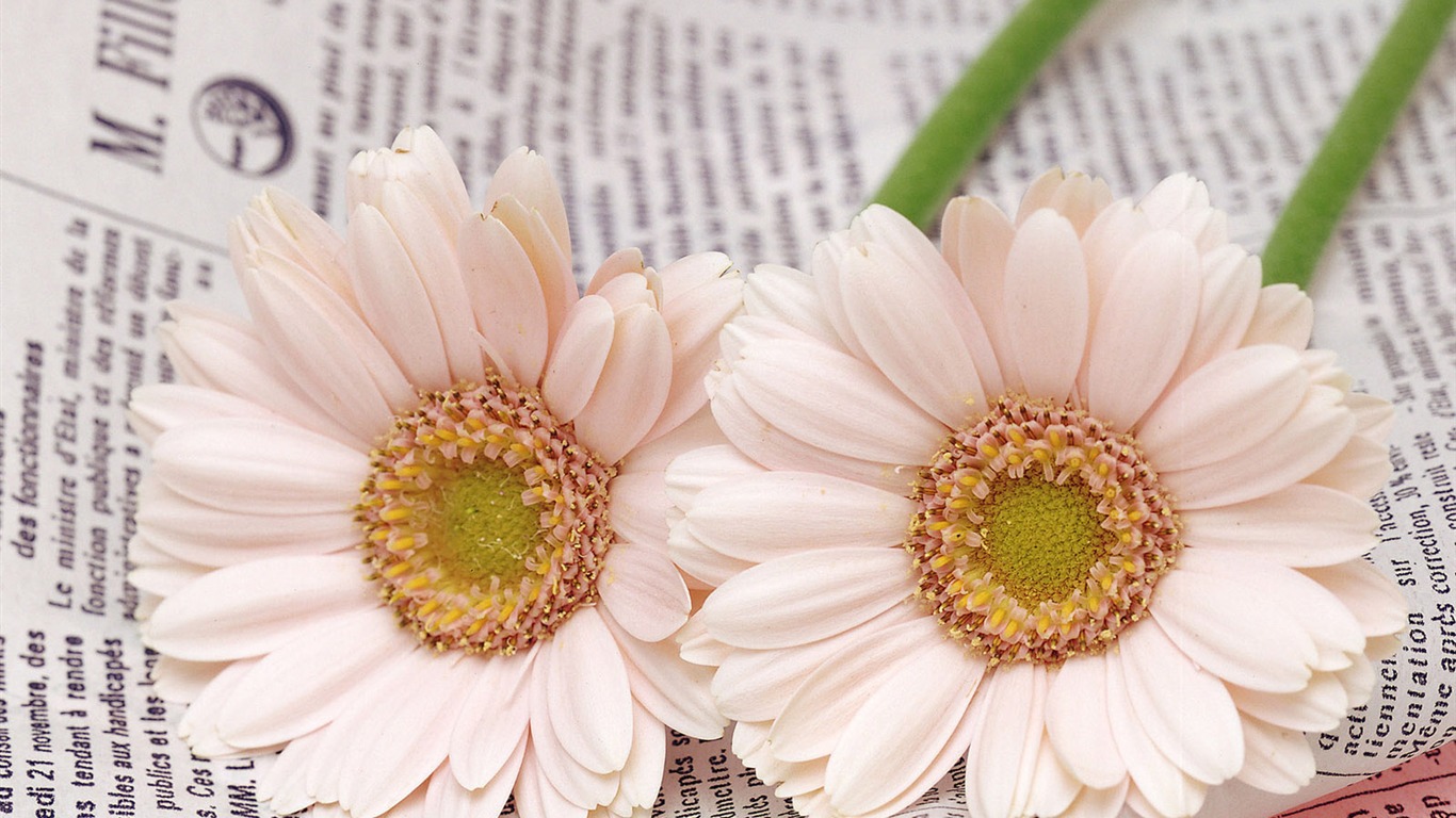 Flowers close-up (20) #1 - 1366x768