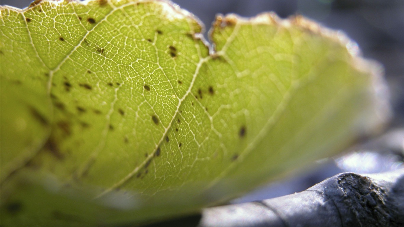 Foreign photography green leaf wallpaper (1) #2 - 1366x768