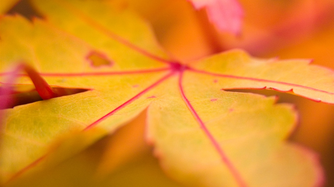 Foreign photography green leaf wallpaper (1) #4 - 1366x768