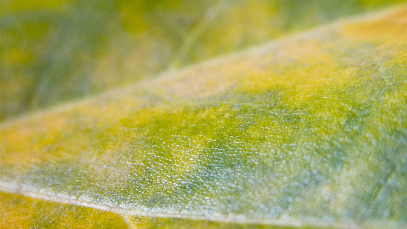 fotografía de fondo de pantalla de Relaciones Exteriores de la hoja verde (1) #6 - 1366x768