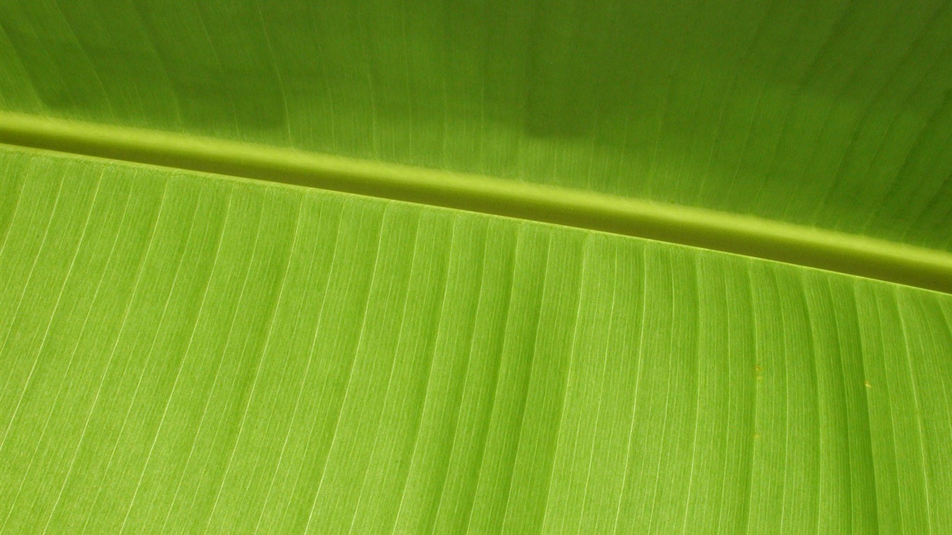Foreign photography green leaf wallpaper (1) #9 - 1366x768