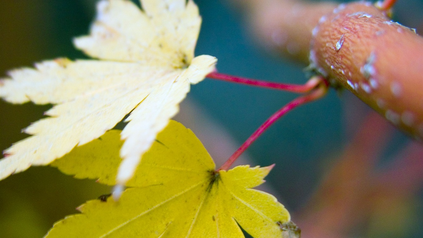 Foreign photography green leaf wallpaper (1) #10 - 1366x768