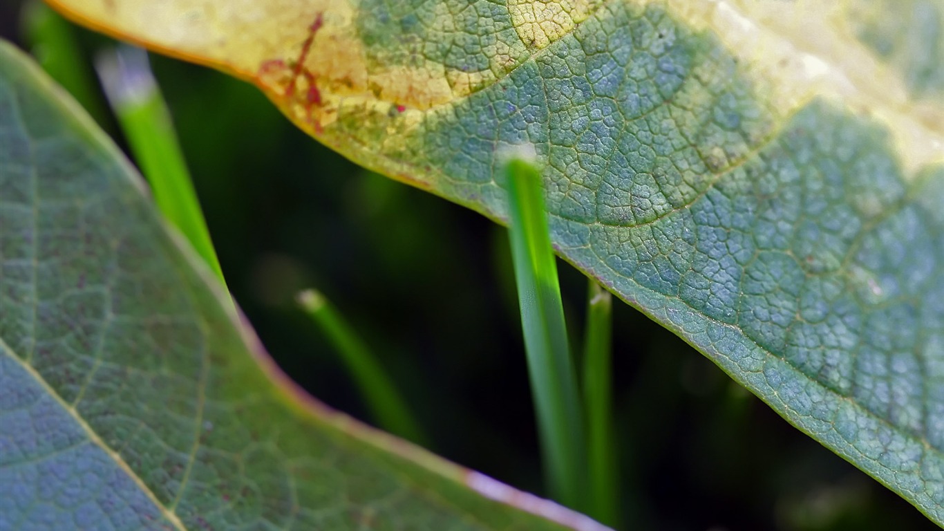 zahraniční fotografie zelených listů tapety (1) #12 - 1366x768