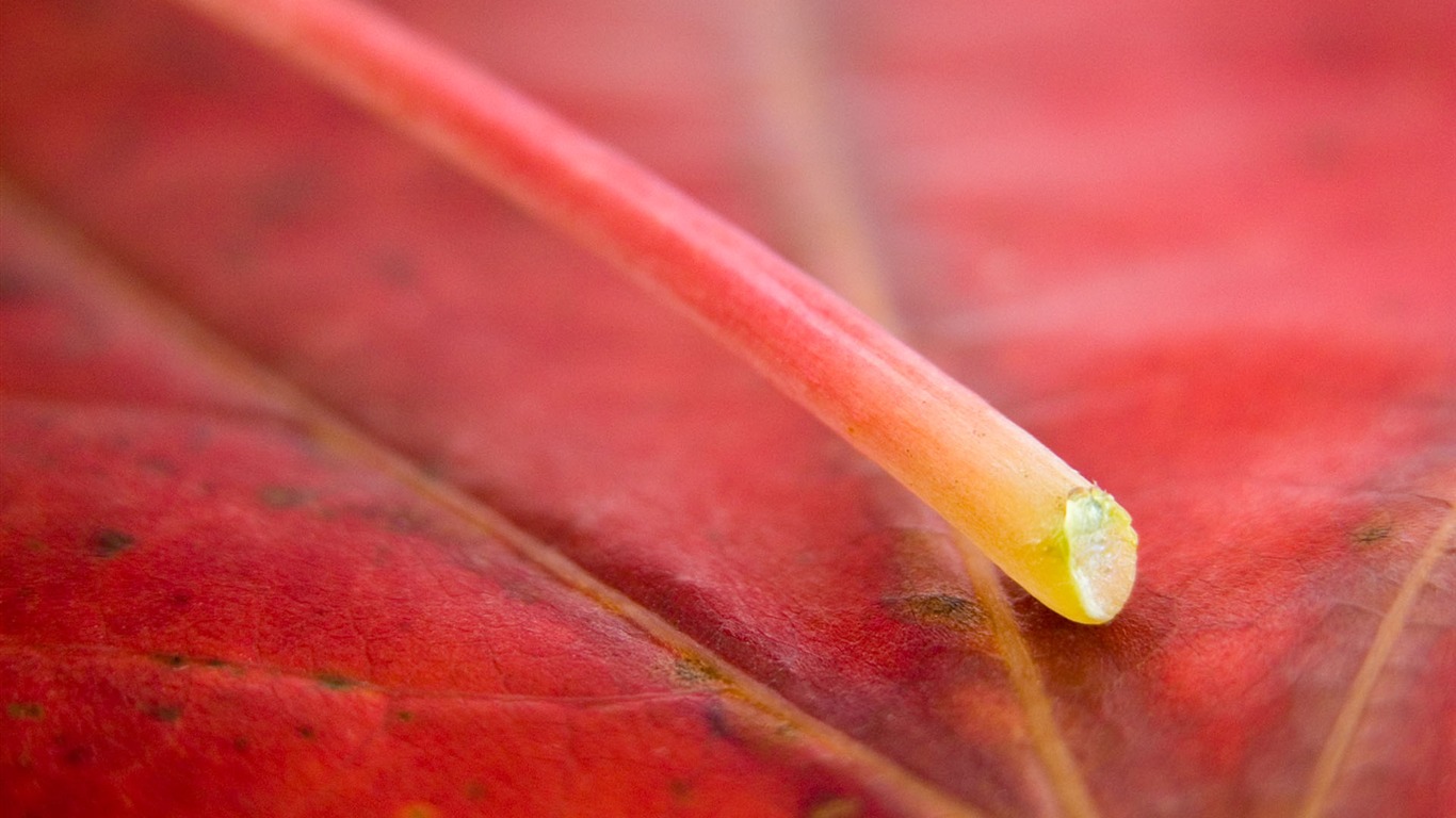 Foreign photography green leaf wallpaper (1) #13 - 1366x768