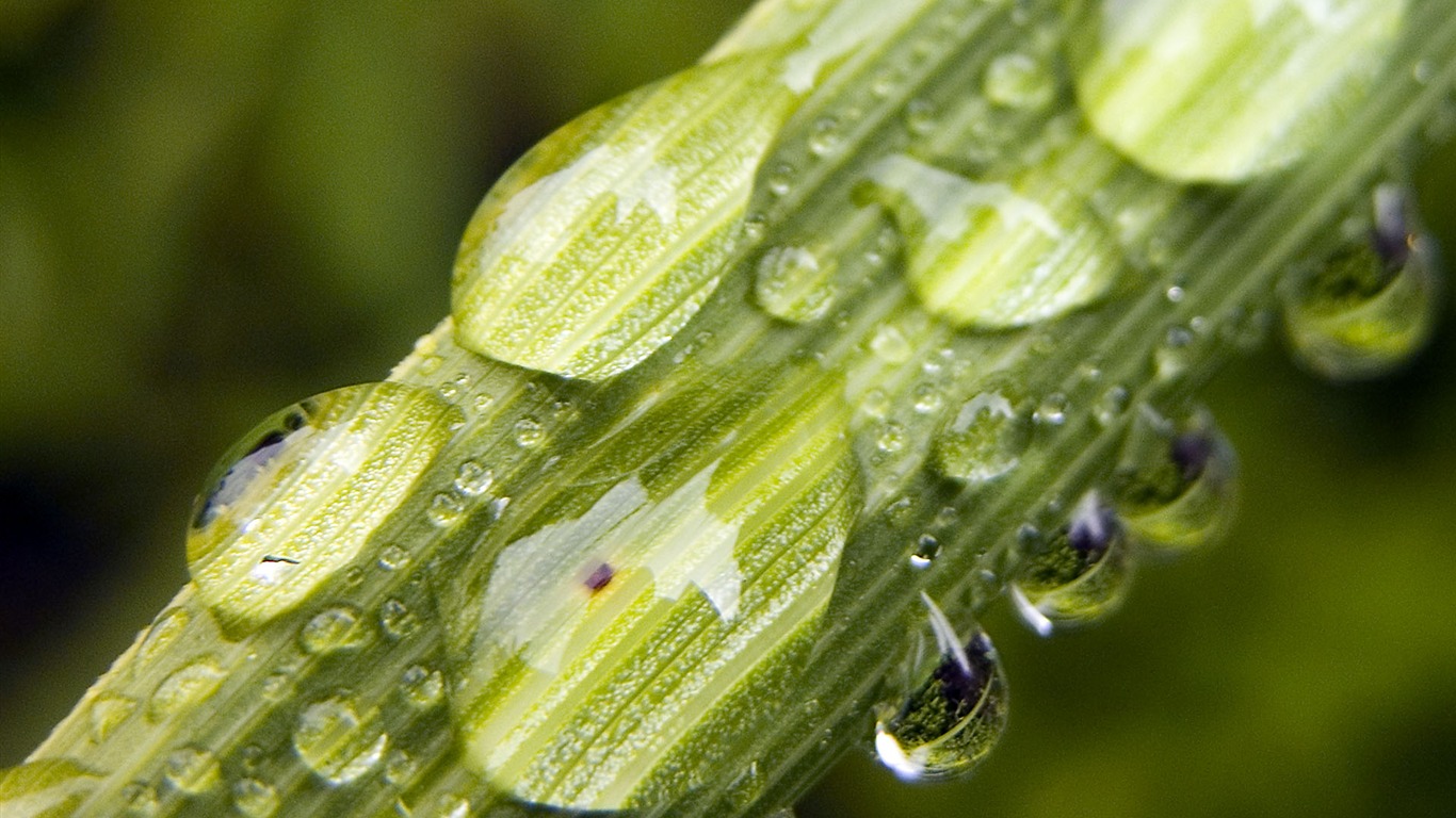 Foreign photography green leaf wallpaper (1) #14 - 1366x768