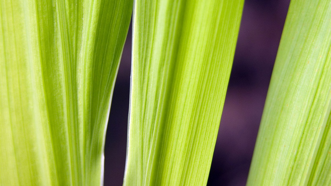 Foreign photography green leaf wallpaper (1) #15 - 1366x768