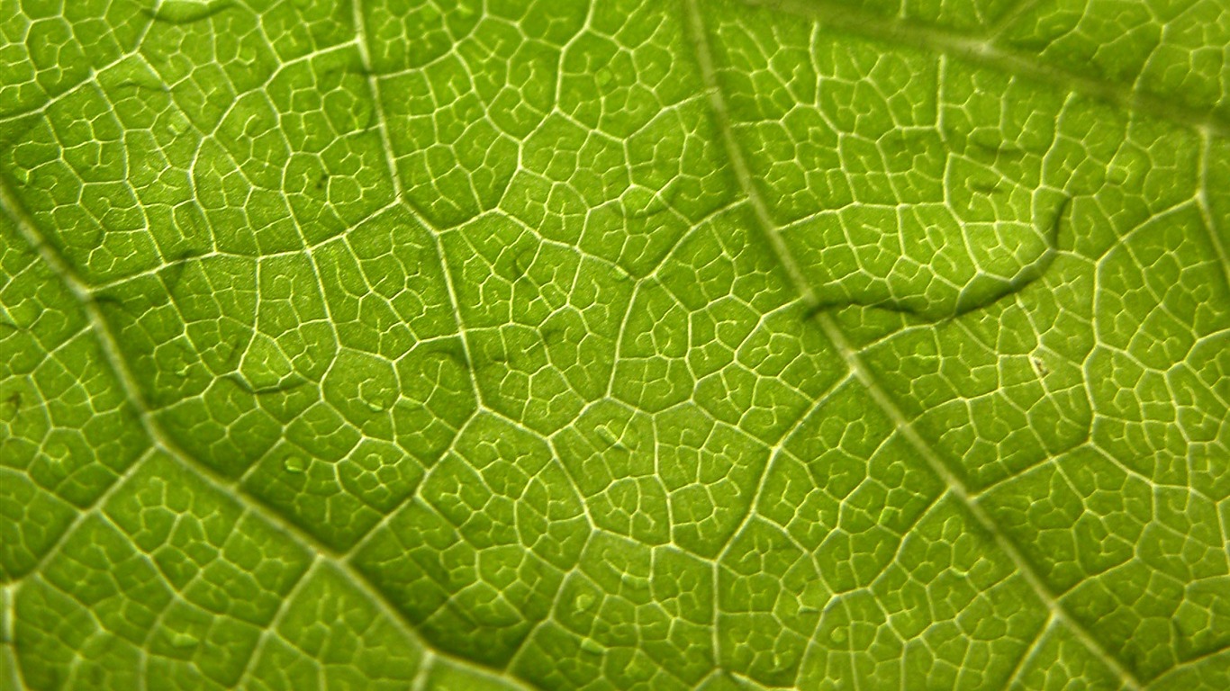외국 사진 녹색 잎의 벽지 (1) #16 - 1366x768