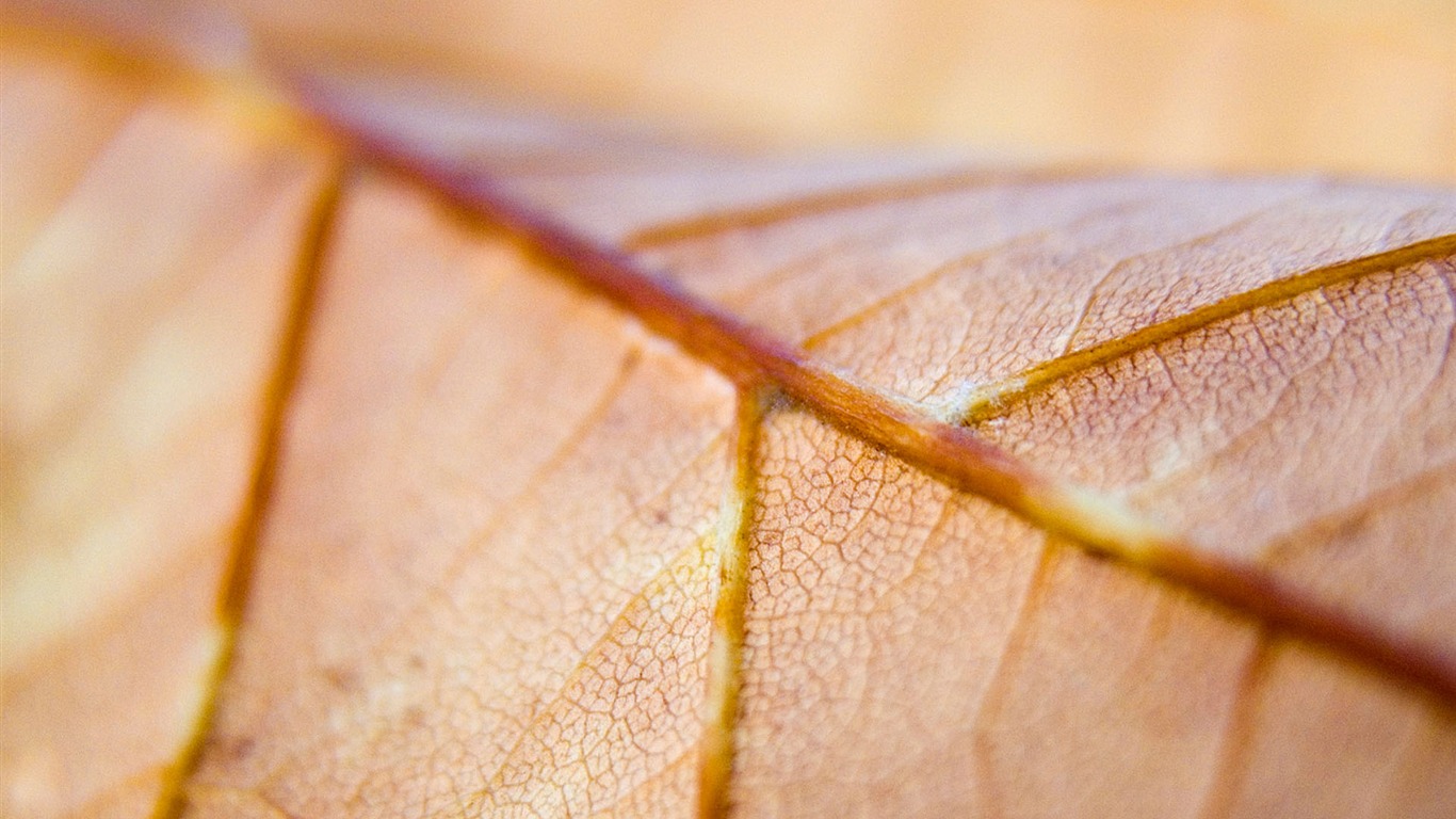 Foreign photography green leaf wallpaper (1) #17 - 1366x768