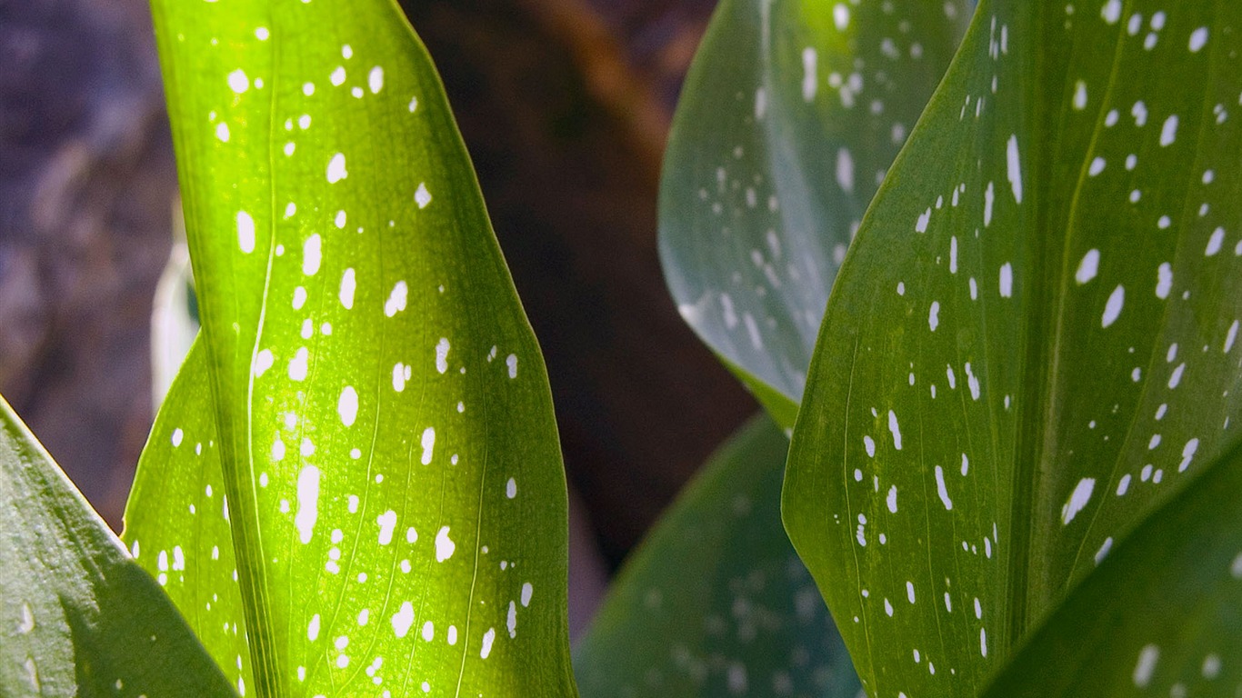 Foreign photography green leaf wallpaper (1) #19 - 1366x768