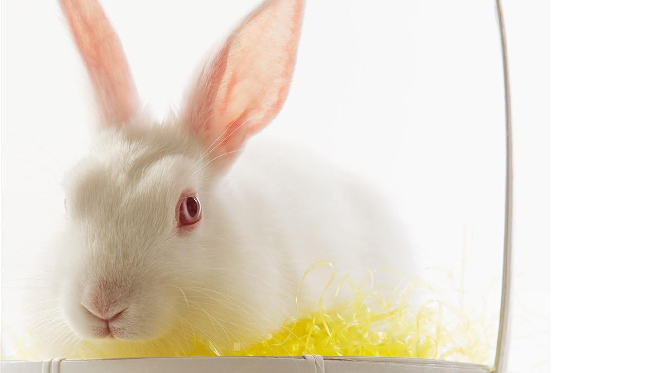 Easter wallpaper album (7) #14 - 1366x768