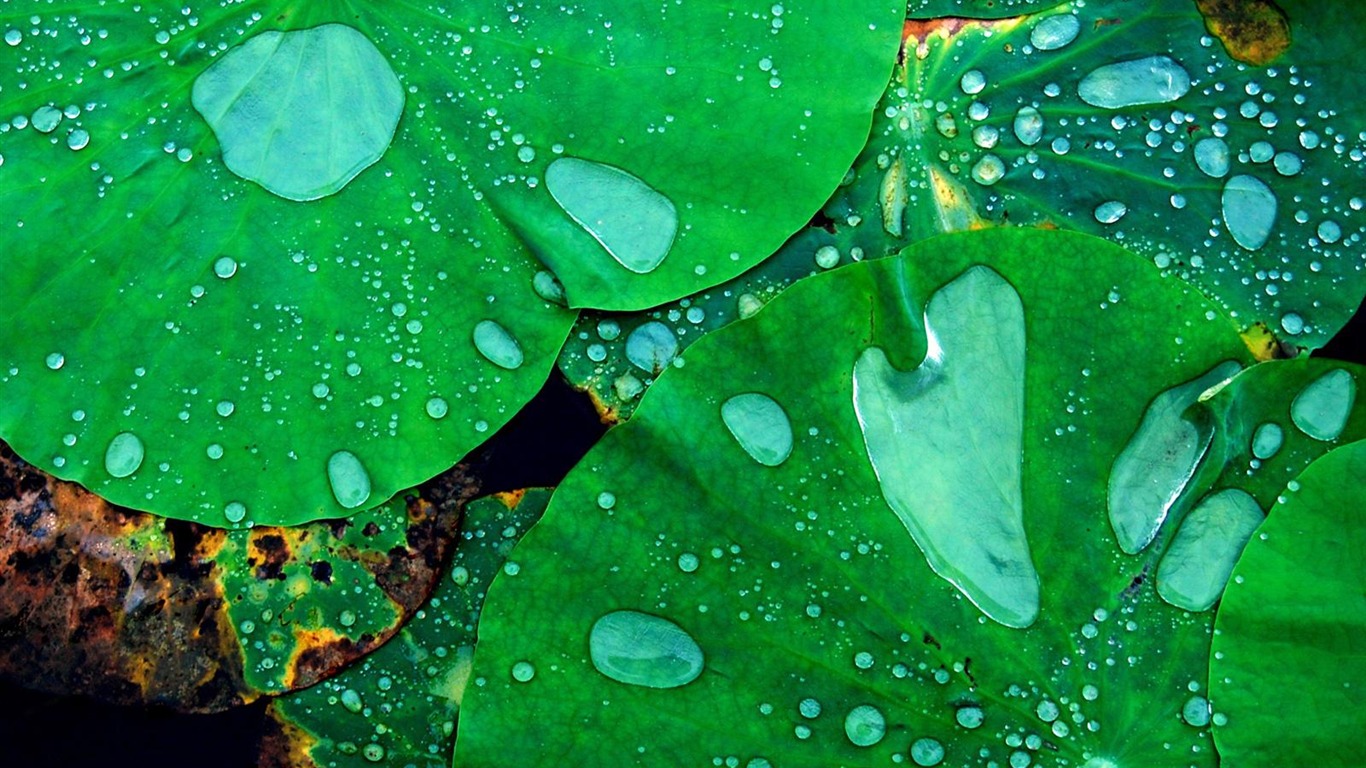 動感風景壁紙 #12 - 1366x768