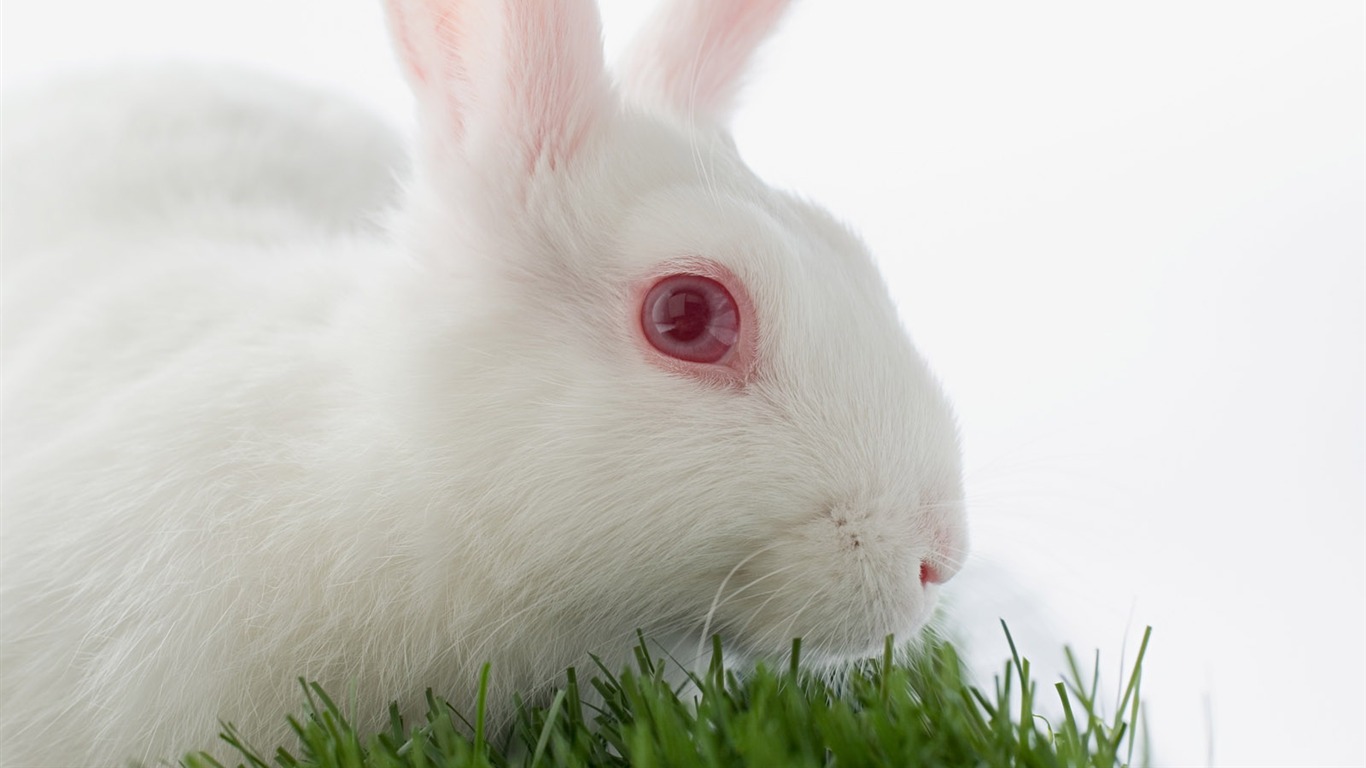 Easter wallpaper album (8) #7 - 1366x768