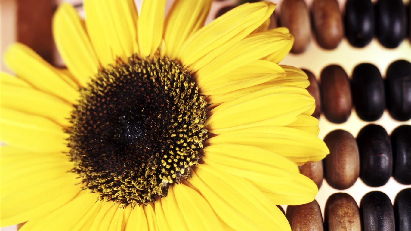 Flores y fondos de escritorio de Instrumento #15 - 1366x768