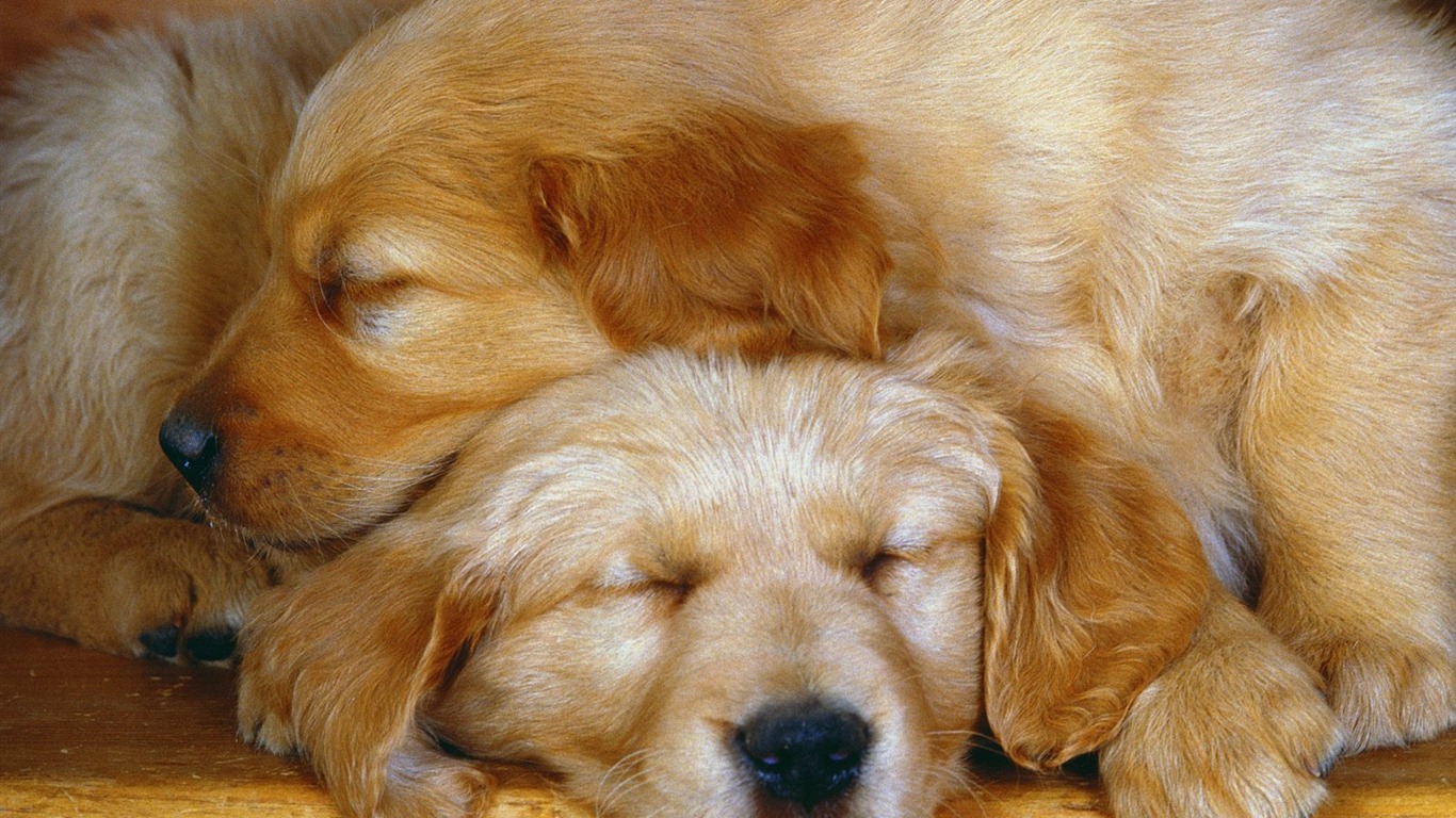 1600 dog photo wallpaper (5) #2 - 1366x768