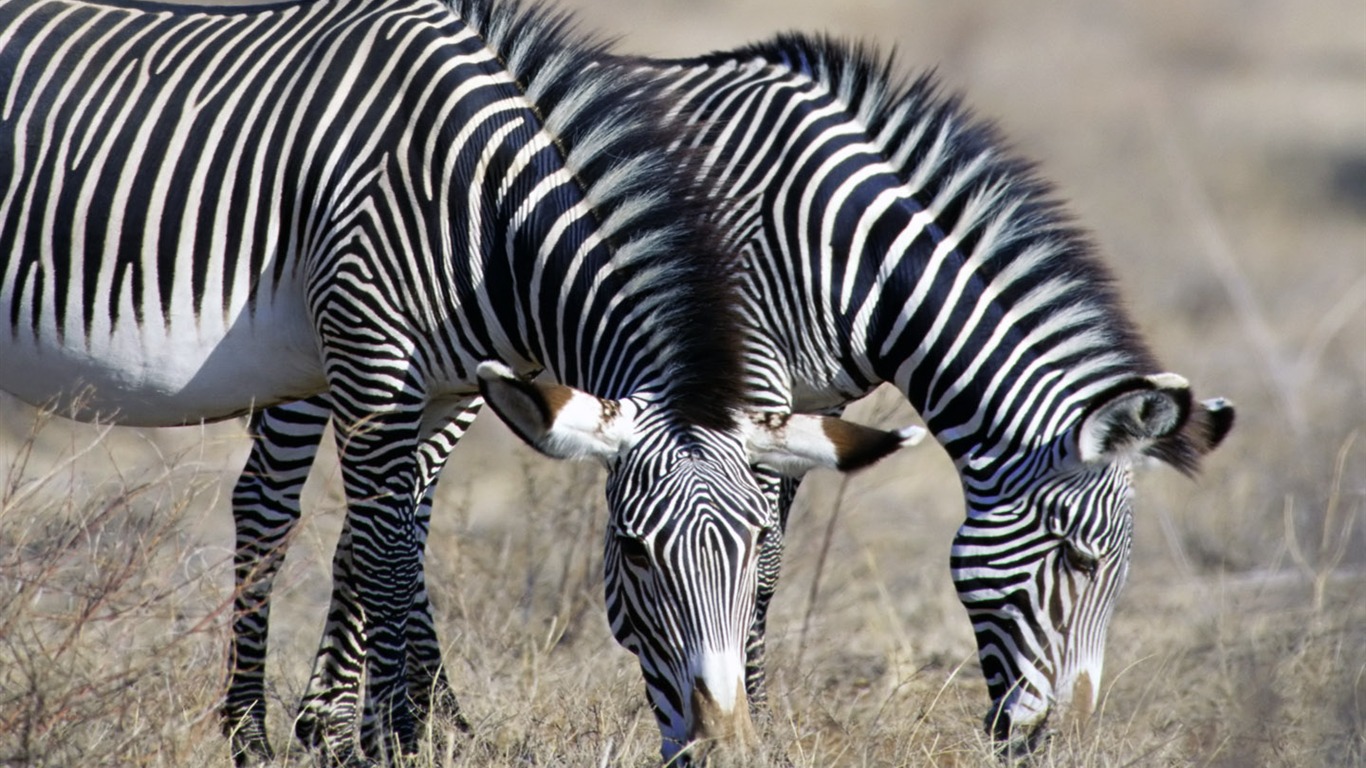 Zebra Foto Wallpaper #1 - 1366x768