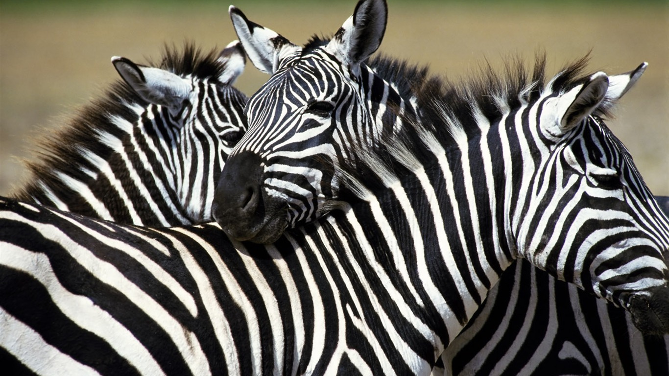 Fond d'écran photo Zebra #2 - 1366x768