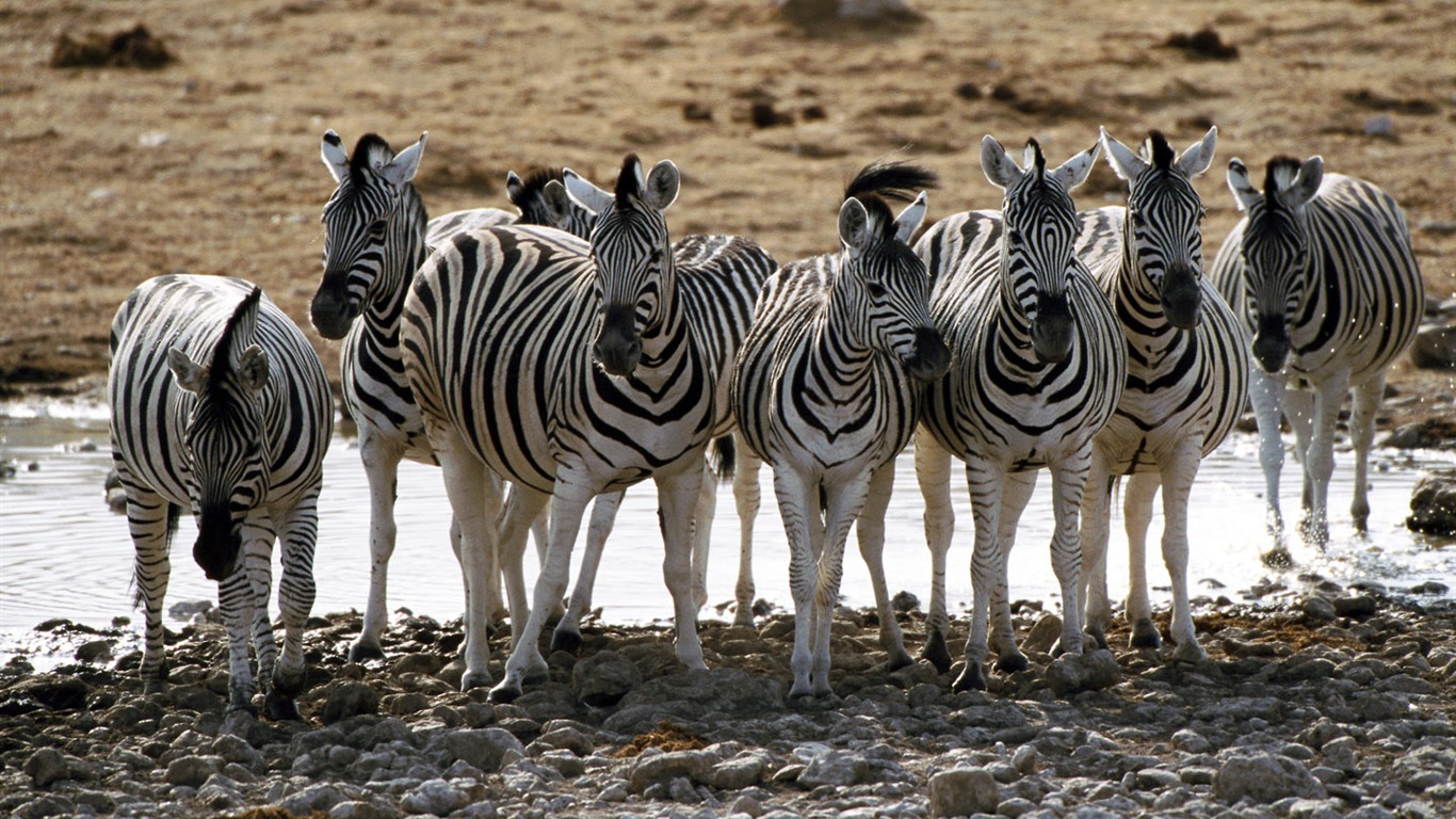 Zebra Foto Wallpaper #3 - 1366x768