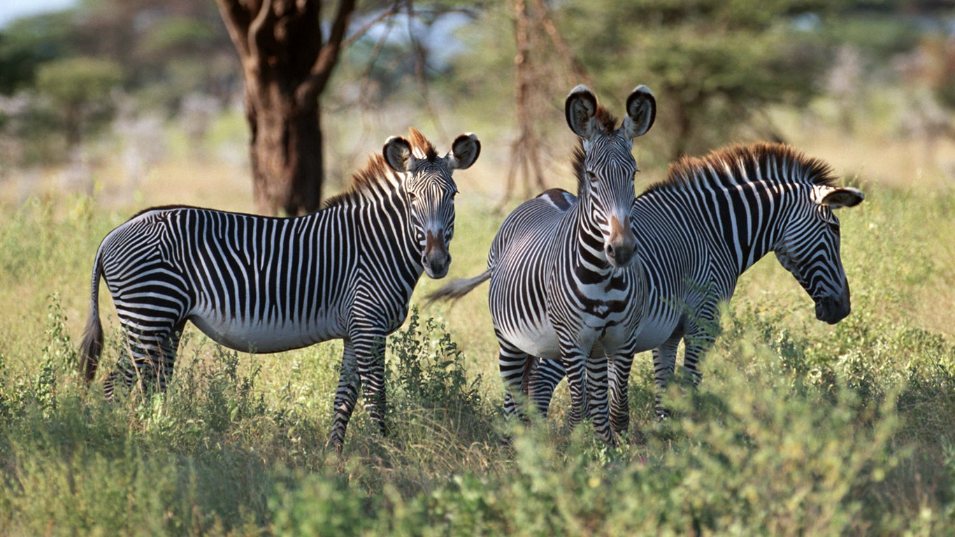 Zebra Foto Wallpaper #4 - 1366x768