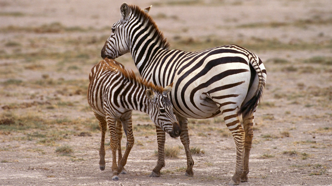 Zebra Foto Wallpaper #5 - 1366x768