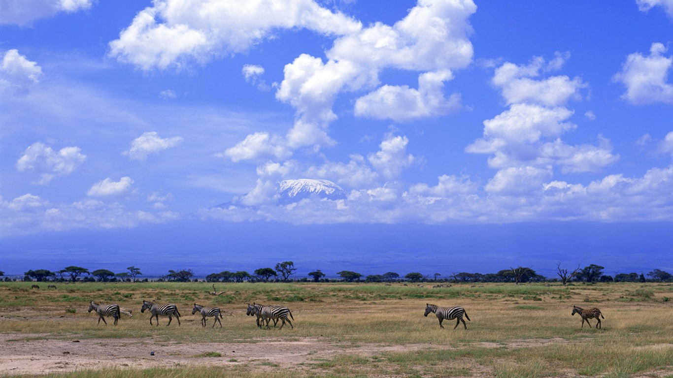 Zebra Photo Wallpaper #6 - 1366x768