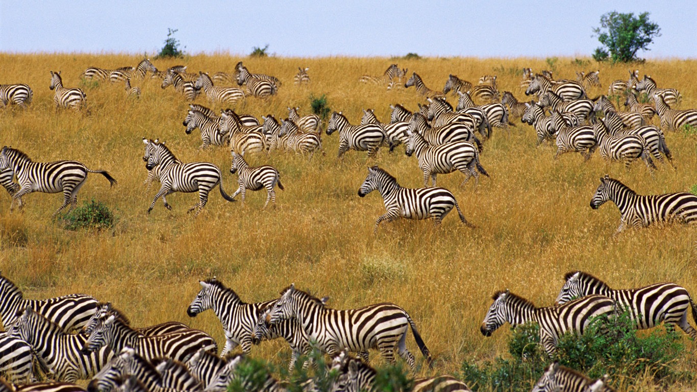 Zebra Foto Wallpaper #7 - 1366x768