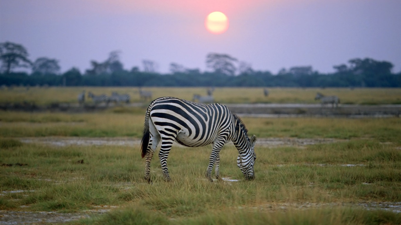 Zebra Foto Wallpaper #8 - 1366x768