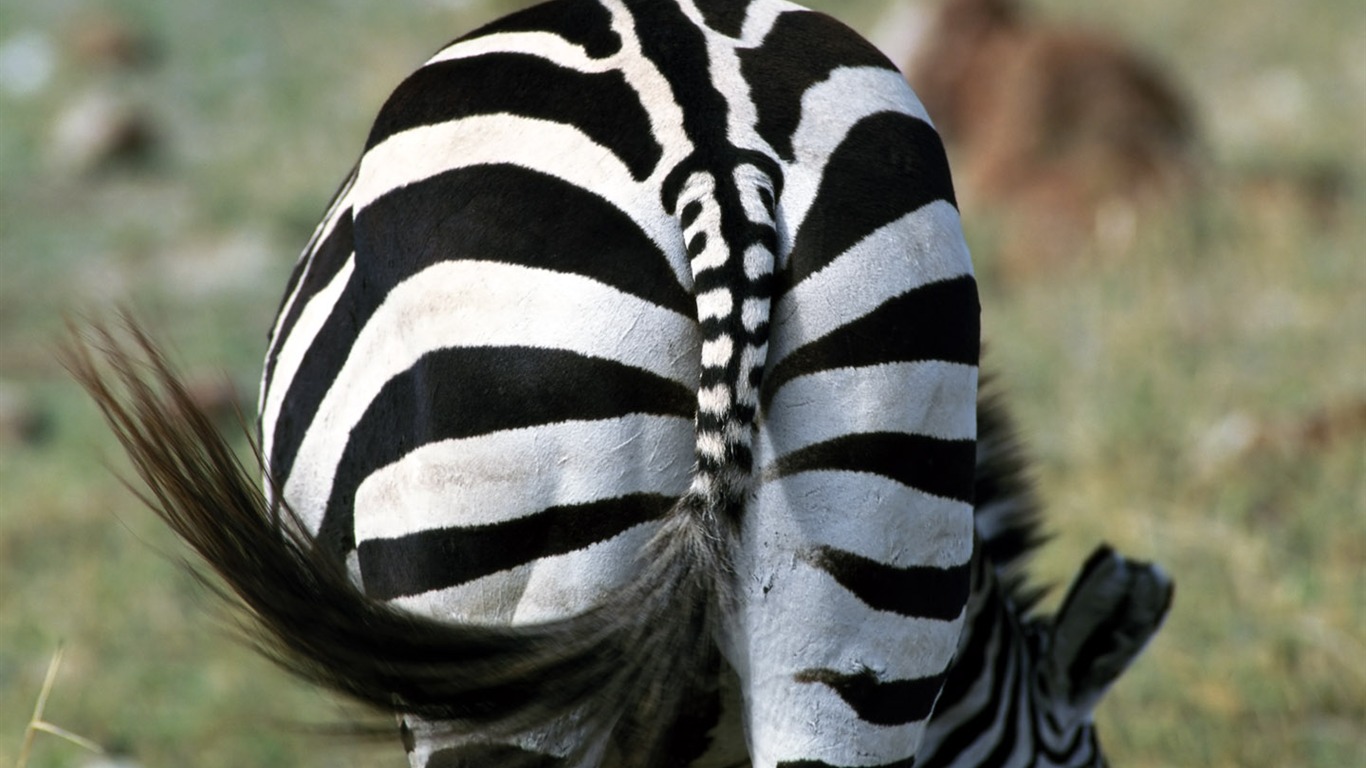 Zebra Foto Wallpaper #9 - 1366x768